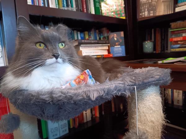 /Images/uploads/Cat Welfare Association/CatWelfare/entries/33870thumb.jpg